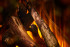 New Forest 1600 with Deluxe Real logs в Москве