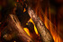 New Forest 870 with Deluxe Real logs в Москве