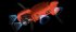 Квадрокоптер Autel Evo II Pro 6K RTK в Москве